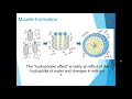 properties of water hydrophobic and hydrophilic effects explained