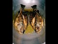 FRIED TILAPIA || WITH LEMON JUICE AND SOY SAUCE || FRESH || SIMPLE