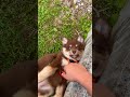 morning play 🧸 finnishlapphund cutepuppy