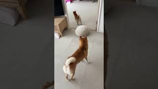 しっぽをフリフリして遊びに誘う子犬 #Shorts