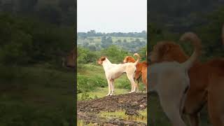 Dog Vs Wolf 😱 #shorts #dhule #dog #wolf #dogs #doglover