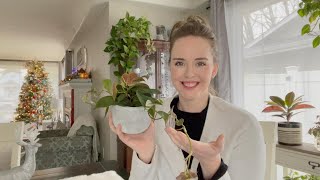 How to care for Philodendron Micans