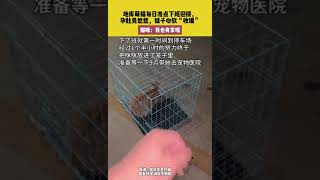 社会百态 | 地库萌猫每日准点下班迎接，孕肚晃悠悠，妹子心软“收编”，猫咪：我也有家啦