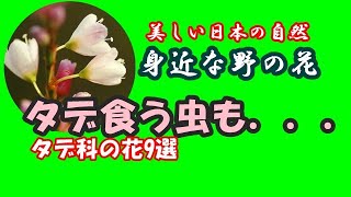 【美しい日本の自然】身近な野の花・タデ食う虫も．．．