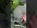 【家庭菜園ショート32】冬ブロッコリーを収穫するだけの動画｜video just harvesting winter broccoli shorts