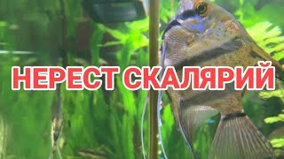 НЕРЕСТ СКАЛЯРИЙ