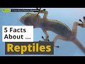 All About Reptiles 🦎🐢🐊 - 5 Interesting Facts - Animals for Kids - Educational Video