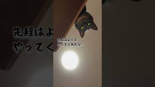 【閲覧注意】猫にちょっかいを掛けすぎるとこうなります #猫 #ねこ #猫のいる暮らし #キジトラ