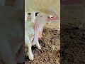 Mashallah Beautiful Gulabi Goat | Gulabi Bakra | Gulabi bakra bacha ❤️ #shorts #gulabibakra #viral