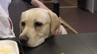 ヒート（生理）終わりました!!! ラブラドールレトリーバー 子犬 /  Labrador retriever チャピーの成長日記 #41