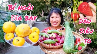 Thu hoạch BÍ NGÒI ĐĨA BAY, DÂU TÂY trái to, BẦU dài cả mét - Vườn nhà ở Mỹ