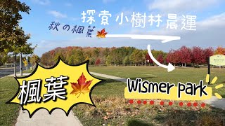 加拿大最美的秋天🍁跟我一起探索小樹林和社區公園晨運🍂在多伦多生活 在加拿大生活 在万锦生活