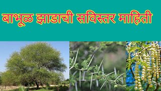 बाभूळ झाडाची सविस्तर माहिती  (Acacia) Tree Information