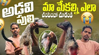 అడవి పులి మా మేకల్ని చంపేసింది 😭 | చిన్నారావ్ వాలవి రెండు🐐 | Araku Tribal Culture