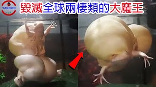 [生物放大鏡]毀滅全球兩棲類的\