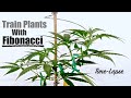 Training Plants with Fibonacci Spirals | Intro to The OG Spring