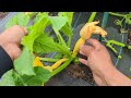 how to grow squash vertically and pruning tips save space increase yield and prevent disease