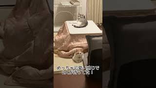 風呂上がり可愛すぎる感じで待ってた猫たち#shorts