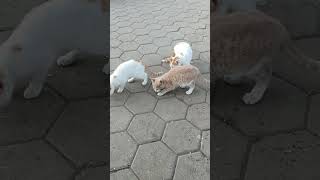 3 little cats part 1