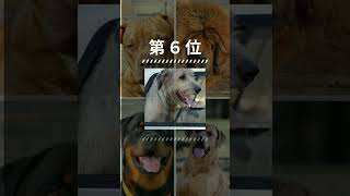 世界最強犬種ランキングトップ１０  #犬   #dog  #shorts