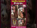 కుక్క కోసం సినిమాలకు బ్రేక్ ఇచ్చిన త్రిష.. trisha vishwambhara leo abnchitrajyothy