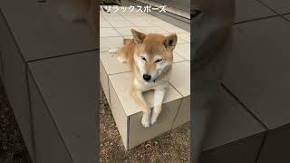 リラックスポーズしながらまったりする柴犬さん#shibainu #shorts #柴犬