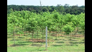 Agarwood plantation walk-through with Plantations International