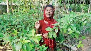 ചെമ്പകപ്പൂ തേനിതൾ #Mappila Song#Video Song😍💖🤩Filzaaz# #viral#oldmappilasong#trending#naturalbeauty#