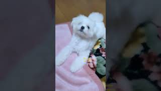 【かわいい動画】猫(ΦωΦ)のようなラテの動き💓dog like baby