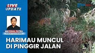 Viral Harimau Sumatera ‘Nongkrong’ di Pinggir Jalan Siak Riau, Sopir Truk Minta Izin untuk Lewat