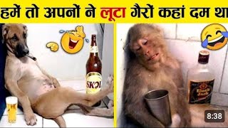 Janvaro ki bhasha part 2 || Animal comedy video 😂 || #funny #animalfunnyvideos #viralvideo