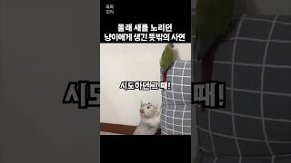 몰래 새를 노리던 냥이에게 생긴 뜻밖의 사연