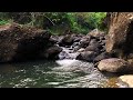 Relaxing River Sounds, Forest Ambience with Birds Chirping for Healing, ASMR Water Sounds for Sleep