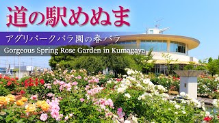 【熊谷】道の駅に併設された便利すぎるバラ園 【道の駅めぬま】Gorgeous Spring Rose Garden in Kumagaya, Saitama