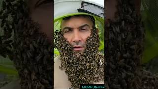 দাড়িতে মৌমাছি রাখা হয় কেন | Why process of bee bearding #youtubeshorts #shorts #shortsfeed