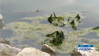 Lookout For Harmful Algae Blooms