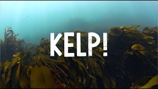 KELP! 2023