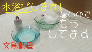 文鳥の水浴び　暑い夏は水浴びが最高ですね　Slowmotion 文鳥動画