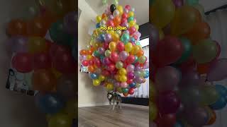 How many helium balloons can make a dog fly? 😆 #challenge #funnyvideo #funnyshorts