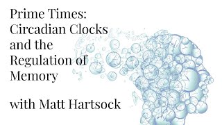 Prime Times: Circadian Clocks and the Regulation of Memory