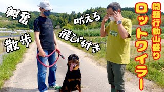 【犬の問題行動】山盛り❗️散歩・飛び付き・吠える・破壊行動 ロットワイラーセッション