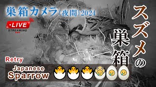 【夜間】 孵化9日目 🐣×3 スズメの巣箱 巣箱カメラ 野鳥 Sparrow Nest Box Live Camera 2024/06/29(夜)～06/30(朝)