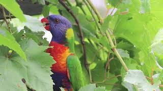 Wild .cheeky lauirkeet pinching the grapes