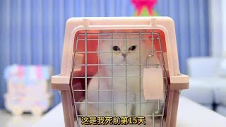 从黑心宠物店买的猫，到家第一天就得了猫瘟，太可怜了