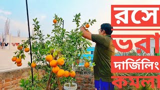 টবে মিষ্টি দার্জিলিং কমলা ||