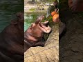 hippo 😳 জলহস্তি hippo hippopotamus জলহস্তী