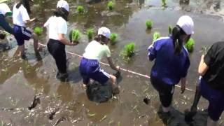 野田小学校田んぼ体験・岩手県野田村