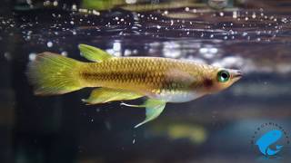 Golden Wonder Killifish Care \u0026 Information - Striped panchax care guide