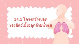 กิจกรรม14.1 โครงสร้างปอดของสัตว์เลี้ยงลูกด้วยน้ำนม🫁👩🏻‍⚕️