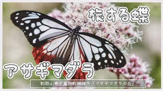 【旅する蝶アサギマダラ】和歌山県上富田町　興禅寺「アサギマダラの丘」